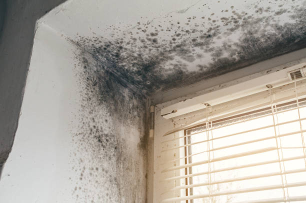 Affordable Mold Removal solutions in Riverton, IL