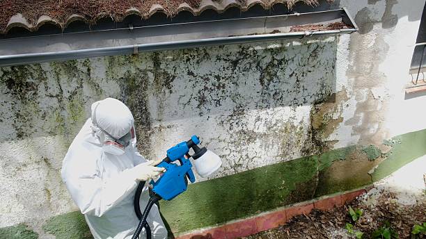 Top rated local Mold Removal specialists in Riverton, IL